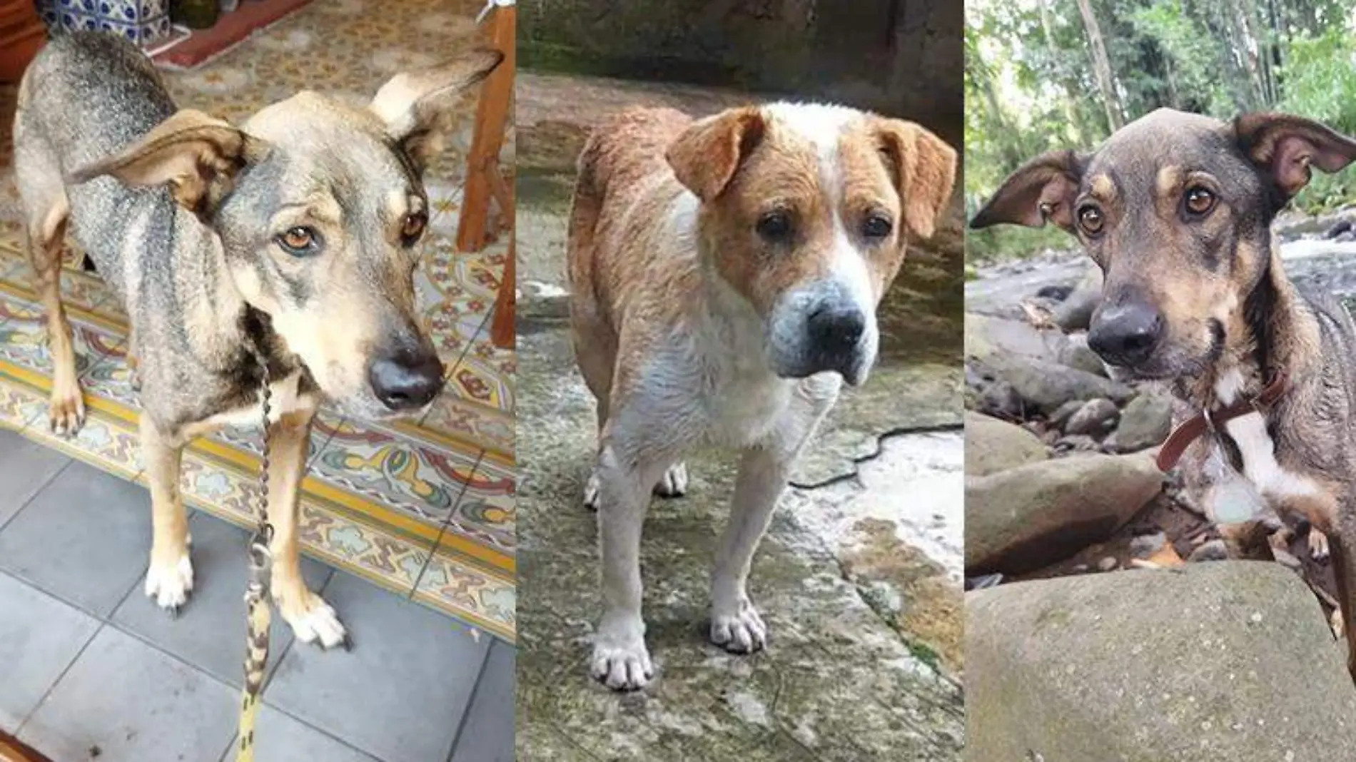 Perritos extraviados Xalapa